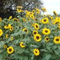 Helianthus annuus 'Soraya'